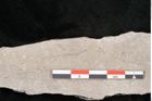 Foto (Detailansicht) von Lepidodendron selaginoides Sternbg. (NHMW-GEO-2024-0188-11038)